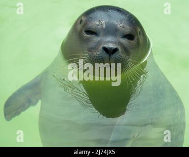 Primo piano della testa di un porto carino o sigillo comune in Seal Sanctuary Ecomare sull'isola di Texel, Paesi Bassi Foto Stock