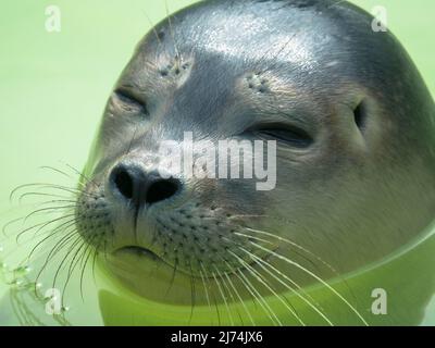 Primo piano della testa di un porto carino o sigillo comune in Seal Sanctuary Ecomare sull'isola di Texel, Paesi Bassi Foto Stock