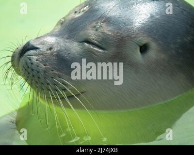 Primo piano della testa di un porto carino o sigillo comune in Seal Sanctuary Ecomare sull'isola di Texel, Paesi Bassi Foto Stock