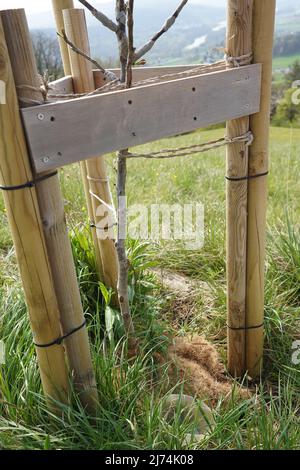 Supporto albero di noce giovane a mezzogiorno in primavera. Foto Stock