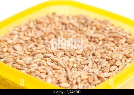 Grani di grano in ciotola isolato su sfondo bianco. Foto Stock