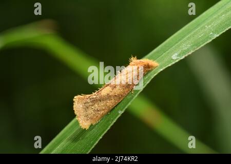 Una falena di tubebeno (Acrolophus) che riposa sull'erba verde. Foto Stock