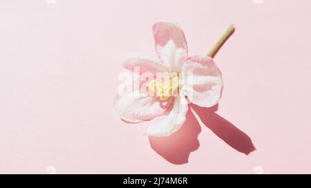 Bel fiore bianco fresco di melo su tavola rosa pallido. Foto Stock