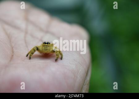 Foto ravvicinata del ragno di salto a portata di mano Foto Stock