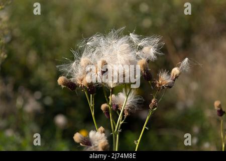L'Arvense Cirsium o cardo strisciante della famiglia Asteraceae. Dry Canada thistle. Teste di semola soffici essiccate di cardo di campo in autunno. Interessante Foto Stock