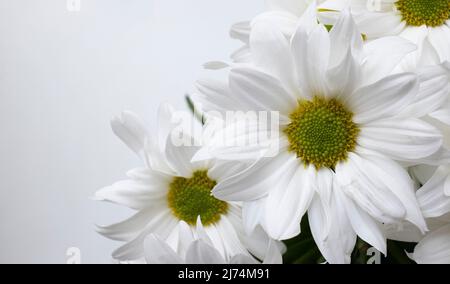 Margherite espressive bianco-gialle in vaso a casa su sfondo bianco Foto Stock