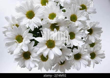 Margherite espressive bianco-gialle in vaso a casa su sfondo bianco Foto Stock