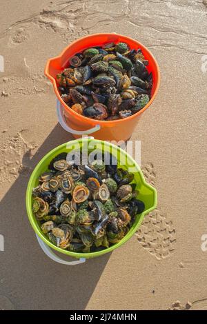 Limmet, vera Limmet (Patellidae), due secchi pieni di Limmet sulla spiaggia, Portogallo, Algarve Foto Stock