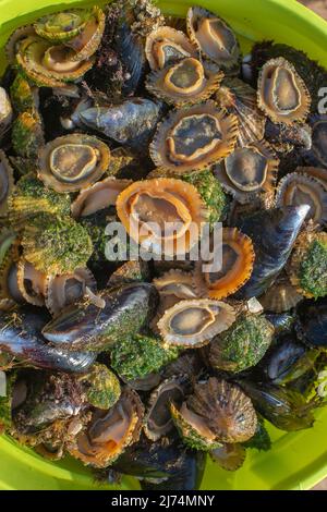 Limmet, vera Limmet (Patellidae), secchio pieno di Limmet, Portogallo, Algarve Foto Stock