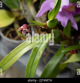 Mini orchidee - Orchidee - Orchidee piccole dimensioni