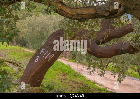 Quercia di sughero (quercus suber), quercia di sughero nella Serra de Monchique, Portogallo, Algarve Foto Stock