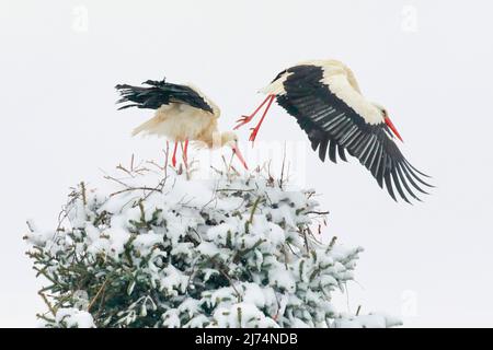 Cicogna bianca (Ciconia ciconia), coppia in una tempesta di neve in primavera, decolla maschile, Svizzera, Kanton Zuerich, Oetwil am See Foto Stock