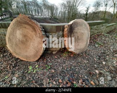 Sequoia gigante, sequoia gigante (Sequoiadendron giganteum), due fette di un albero, messo di fronte a un muro, Germania Foto Stock