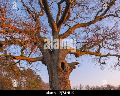 Quercia comune, quercia peduncola, quercia inglese (Quercus robur, Quercus pedunculata), quercia al Parco Jenisch in serata, Germania, Amburgo Foto Stock