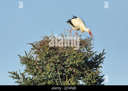 Cicogna bianca (Ciconia ciconia), costruzione di un nido in cima ad un albero, Svizzera, Kanton Zuerich, Oetwil am See Foto Stock