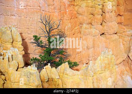 Pino pinyon (Pinus spec.), pino Pinyon singolo all'alba, USA, Utah, Bryce Canyon National Park Foto Stock
