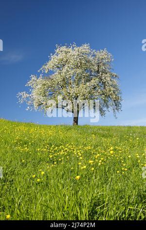 Pera comune (Pyrus communis), Pero in fiore in un prato verde alla luce della sera, Svizzera, Zuercher Oberland, Hombrechtikon Foto Stock