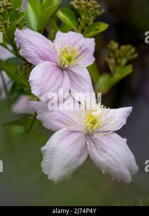 Splendido, dall'aspetto delicato, fiore Clematis rosa pallido Foto Stock