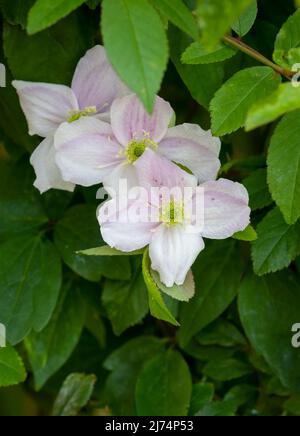 Splendido, dall'aspetto delicato, fiore Clematis rosa pallido Foto Stock