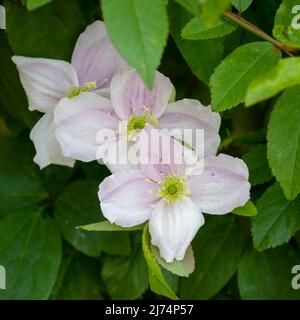 Splendido, dall'aspetto delicato, fiore Clematis rosa pallido Foto Stock