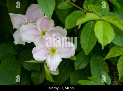 Splendido, dall'aspetto delicato, fiore Clematis rosa pallido Foto Stock