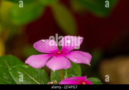 Catharanthus roseus fiore, poco profondo fuoco, comunemente noto come il perivinkle Rose, in una giornata piovosa Foto Stock
