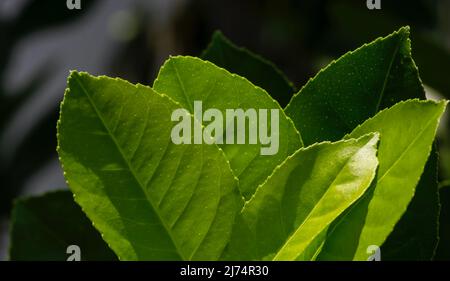 Foglie di agrumi verdi, irice di agrumi (limone di agrumi) chiamato il kaffir calce, con sfondo scuro Foto Stock