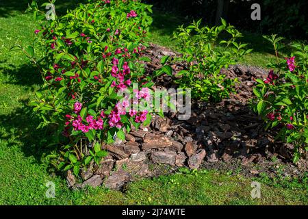 letto giardino con albero di mulled abbaio fiori in fiore con foglie verdi in una giornata di primavera soleggiata nel cortile primo piano di una pianta. Foto Stock