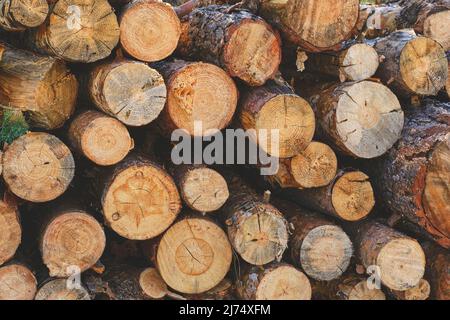 Sfondo, alberi di pino segato, raccolto di legname Foto Stock