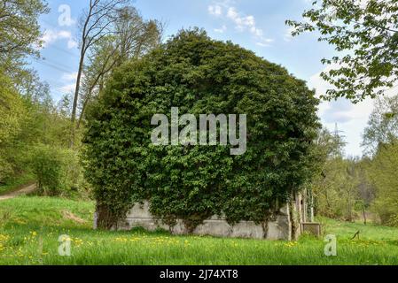 Trofostation, Stromversorgung, Lost Place, Infrastruktur, verlassen, Aufgelassen, Trafohäuschen, Isolator, Draht, Leitung, Stromleitung, stillgelegt, Foto Stock