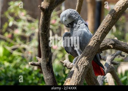 Un pappagallo grigio (Psittacus erithacus), pappagallo grigio del Congo, pappagallo grigio del Congo o pappagallo grigio africano in primo piano in un albero che pulisce piume. Foto Stock