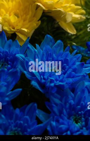 Crisantemi gialli e blu su uno sfondo sfocato in primo piano. Bel bouquet di crisantemi luminosi. Pregate per l'Ucraina Foto Stock