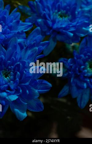 Crisantemi blu su uno sfondo sfocato primo piano. I crisantemi belli e luminosi sbocciano in autunno nel giardino. Foto Stock