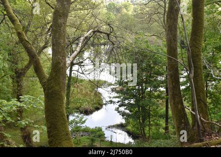 Meandering a Canonteign Falls nella Teign Valley. Foto Stock