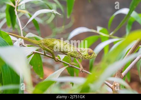 Chameleon su un ramo che si nasconde in foglie. Chameleo su Zanzibar Foto Stock