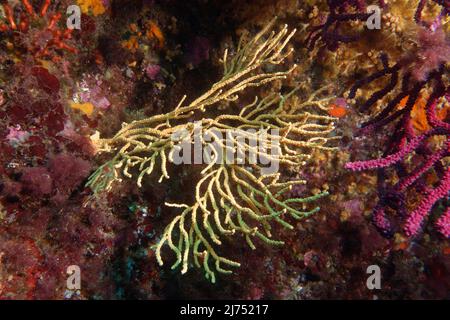 Gorgonian giallo o frusta gialla (Eunicella cavolini) nel Mar Mediterraneo Foto Stock