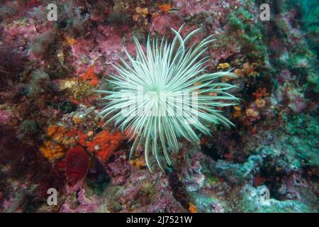 Spiral tube-worm (Sabella spallanzanii) nel Mar Mediterraneo Foto Stock