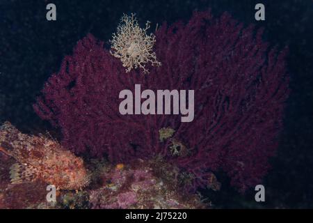 Basket Star (Astrospartus mediterraneo) su un gorgoniano viola Foto Stock