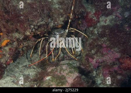 Aragosta spinosa comune (Palinurus elephas) Foto Stock