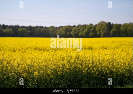 06 maggio 2022, bassa Sassonia, Ottersberg: Un campo di colza è in piena fioritura. Foto: Melissa Erichsen/dpa Foto Stock