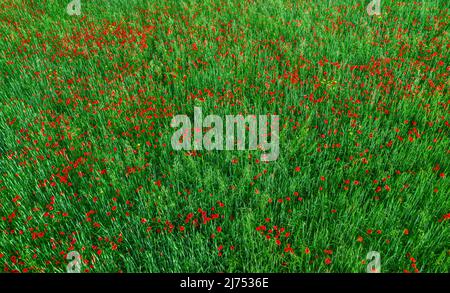 Campo di fiori di papavero rosso e raccolti verdi vista dall'alto, astratta natura texture Foto Stock