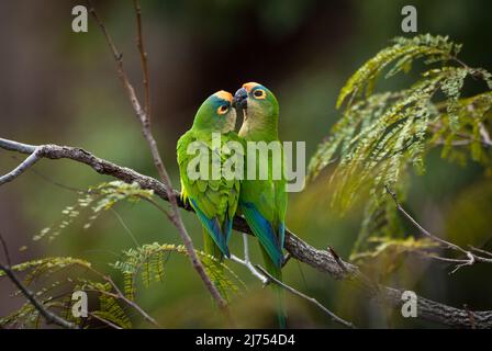 Un affettuoso paio di Parakeets (Aratinga aurea) dal Brasile Centrale Foto Stock