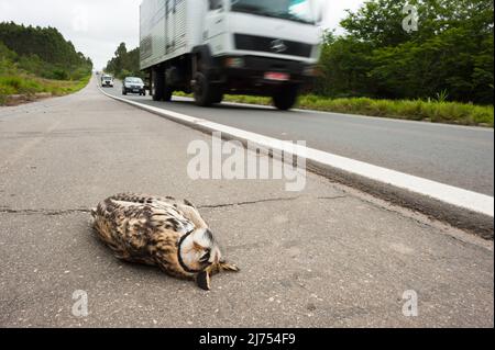 Un gufo Striped (clamatore Asio) ucciso da un attacco di auto su una strada in Brasile se Foto Stock