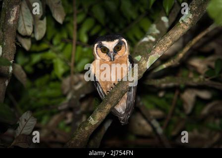 Un raro Owl fronteggiato da Buff (Aegolius harrisii) fotografato nella foresta pluviale atlantica del Brasile se Foto Stock