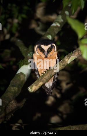 Un raro Owl fronteggiato da Buff (Aegolius harrisii) fotografato nella foresta pluviale atlantica del Brasile se Foto Stock