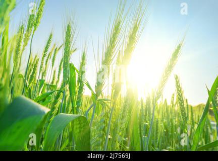Spighe verdi di grano che matura in campo. Primo piano, sole flare Foto Stock