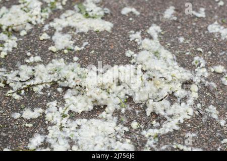 La lanugine di pioppo si trova a terra. Allergene forte, concetto di rischio per la salute. Messa a fuoco selettiva Foto Stock