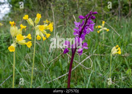 Orchidea viola (Orchis mascola) e cowslip (Primula veris) fiori selvatici sul gesso downland a Noar Hill Riserva naturale, Selborne, Hampshire, Regno Unito Foto Stock