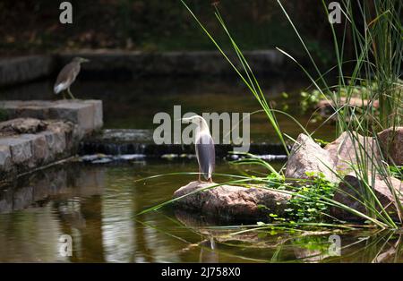 (220506) -- NUOVA DELHI, 6 maggio 2022 (Xinhua) -- gli aironi dello stagno riposano vicino ad uno stagno in Nursery di Sunder, un parco di eredità, a Nuova Delhi, India, maggio 6, 2022. (Xinhua/Javed Dar) Foto Stock