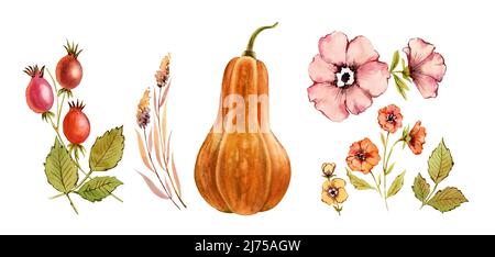 Collezione floreale acquerello. Piante autunnali, zucca, bacche. Fiori selvatici: Rosa anca, briar, foglie, isolato su sfondo bianco. Dipinto a mano Foto Stock